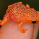 It’s kind of amazing frogs this teeny can find each other without sound. Photo by Sandra Goutte